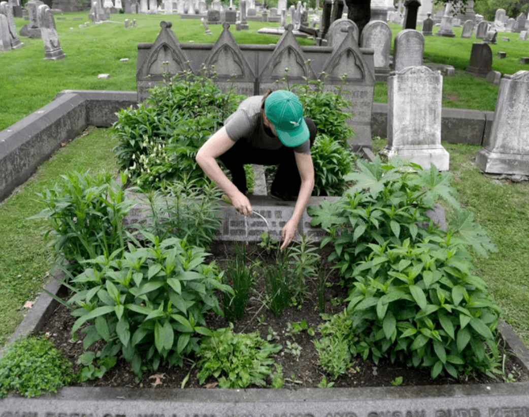 Grave cleaning 1